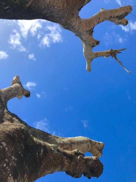 温かみのある木の熱帯森林伐採 co2 スカイをカットします。 - treetop sky tree high section ストックフォトと画像