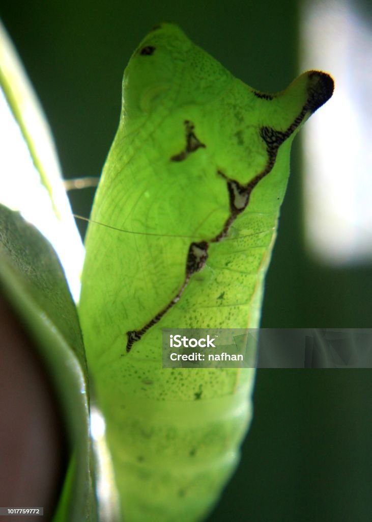 a live green color butterfly pupa, pupate seen in a home garden in sri lanka Animal Stock Photo