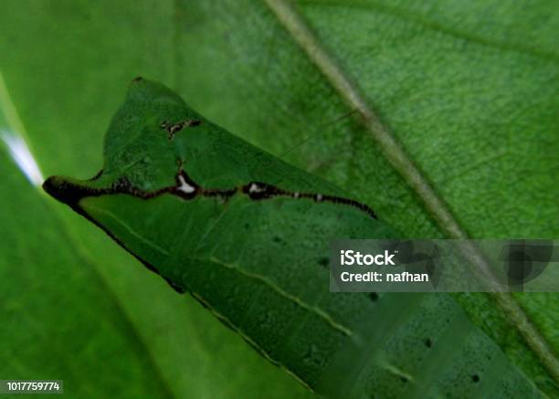 A Live Green Color Butterfly Pupa Pupate Seen In A Home Garden In Sri Lanka Stock Photo - Download Image Now