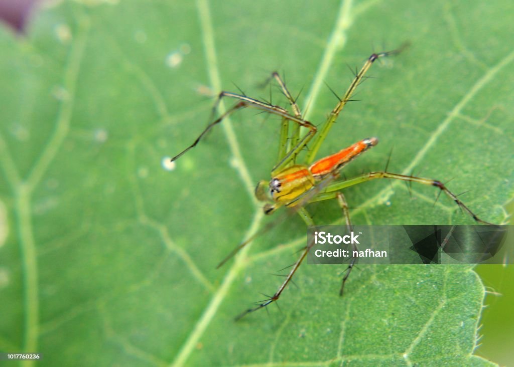 close up of a small spider, arachnid seen in a home garden in Sri Lanka Aggression Stock Photo
