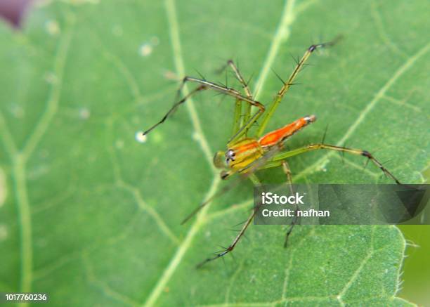 Close Up Of A Small Spider Arachnid Seen In A Home Garden In Sri Lanka Stock Photo - Download Image Now