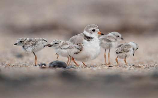 An endangered piping plover on the beach.