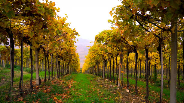 istock Rows of pinot noir grapes ready to be picked in vineyard. 1017764754