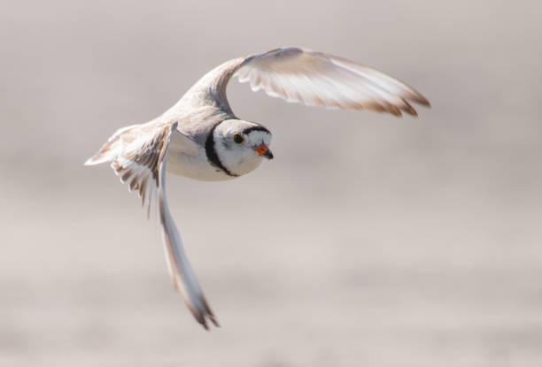 paspelierung plover - charadrius stock-fotos und bilder