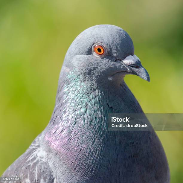 Closeup Of A Rock Dove Paloma Brava Stock Photo - Download Image Now - Animal, Animal Body Part, Animal Eye