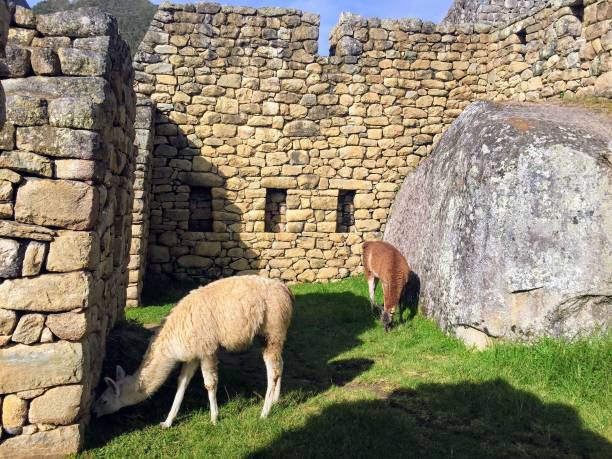 istock Llamas grazing at Michu Picchu 1017771416