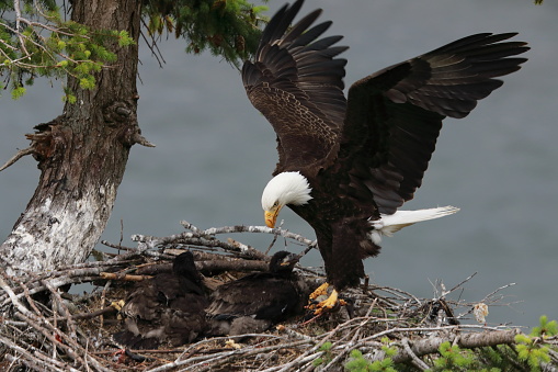 Adult Bald Eagle with two chicks in a nest in a tree on the side of a cliff Vancouver Island Canada