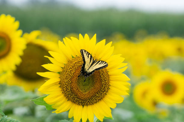 istock Swallowtail butterfly on sunflower. 1017782600