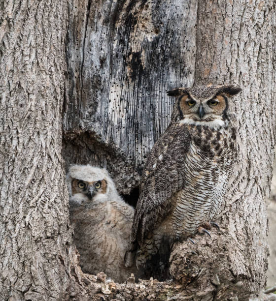 istock Mother and young great horned owl in nest. 1017782638