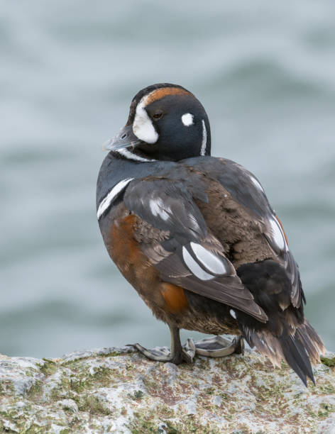 harlequin duck - harlequin duck duck harlequin water bird imagens e fotografias de stock