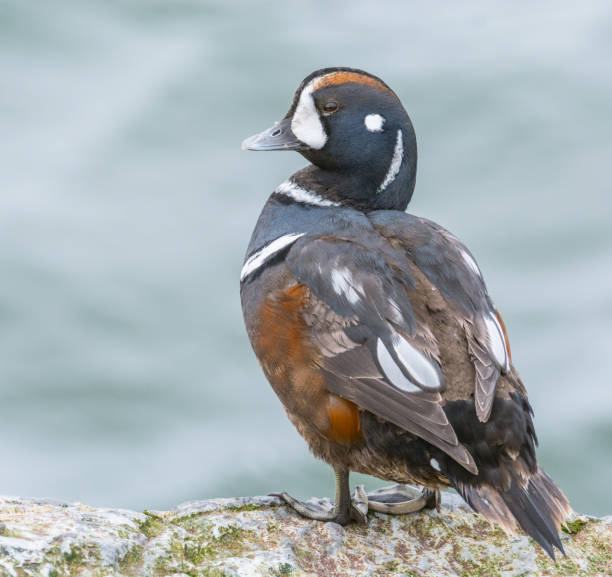 harlequin duck - harlequin duck duck harlequin water bird imagens e fotografias de stock