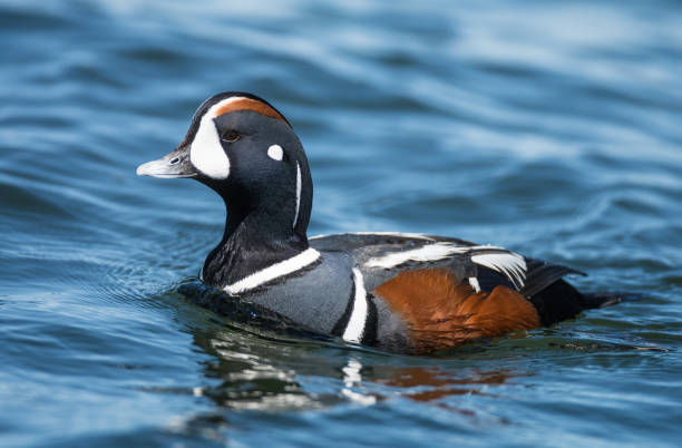 harlequin duck - harlequin duck duck harlequin water bird imagens e fotografias de stock