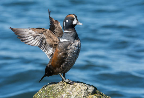 harlequin duck - harlequin duck duck harlequin water bird imagens e fotografias de stock