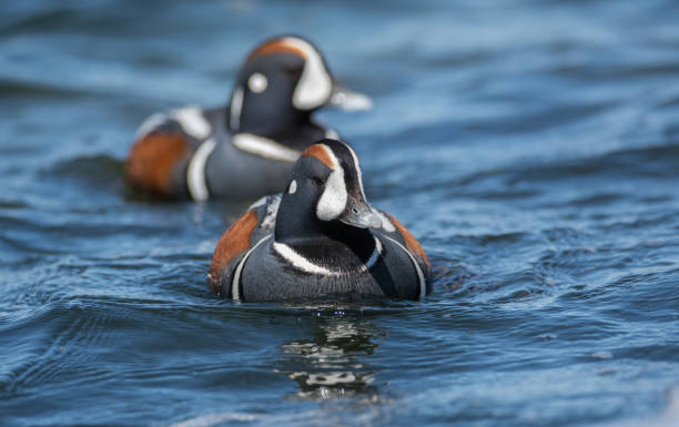 harlequin duck - harlequin duck duck harlequin water bird imagens e fotografias de stock