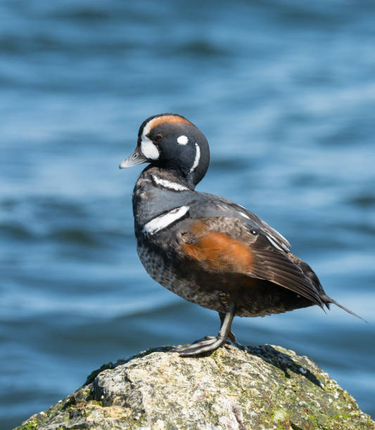 harlequin duck - harlequin duck duck harlequin water bird imagens e fotografias de stock