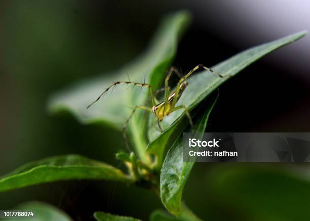 Closeup Macro View Of A Small Spider Insect On A Green Leaf In A Home Garden In Sri Lanka Stock Photo - Download Image Now