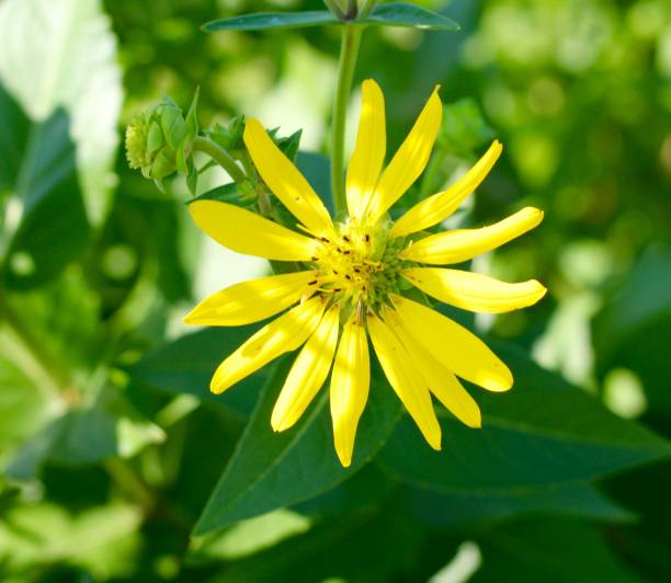 istock Flower of Yellow Color 1017796080