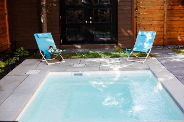 animal, domestic cat, pool, relaxation