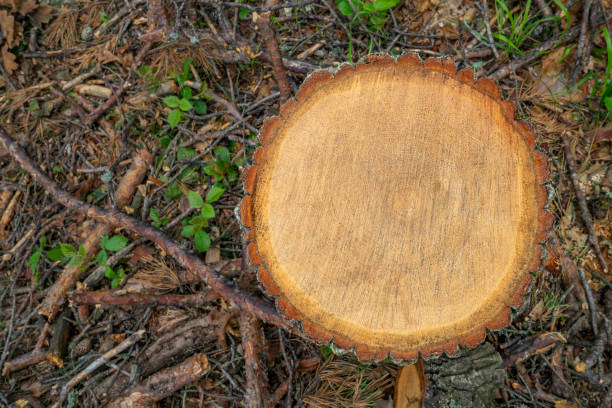 istock Deforestation concept. Stump cross section of pine tree after cutting down 1017804084