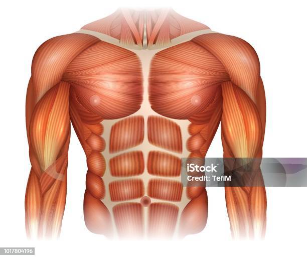 Ilustración de Músculos Del Pecho y más Vectores Libres de Derechos de Musculoso - Musculoso, Músculo abdominal, Abdomen