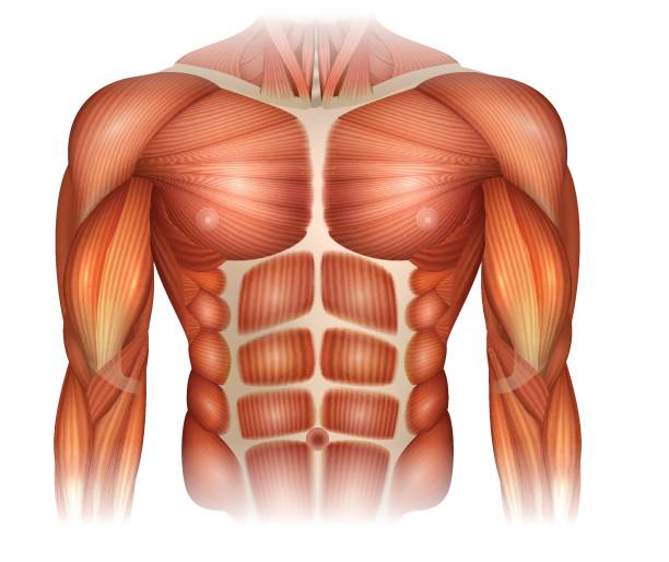 mięśnie klatki piersiowej - torso stock illustrations