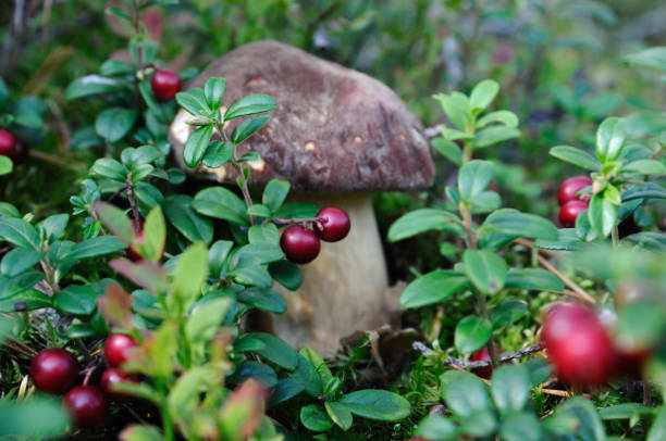 pocino in kronsbeeren - fungus forest nature season stock-fotos und bilder
