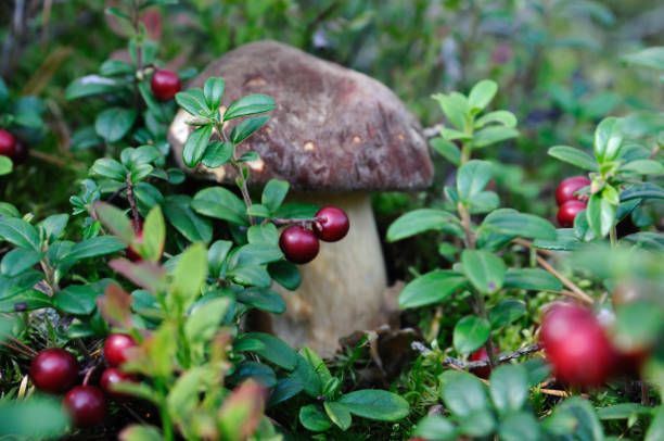 pocino w jagodach - fungus forest nature season zdjęcia i obrazy z banku zdjęć