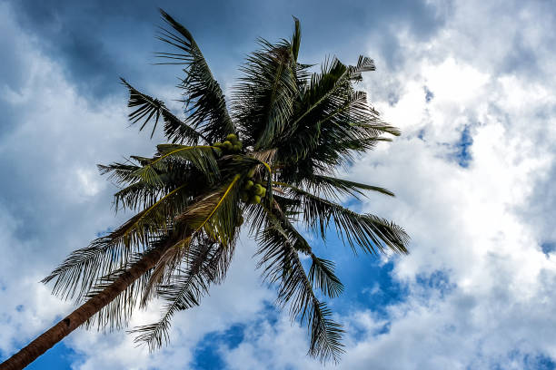 istock Palm tree with coconuts against the blue sky on a sandy beach in the Philippines, El Nido 1017804676