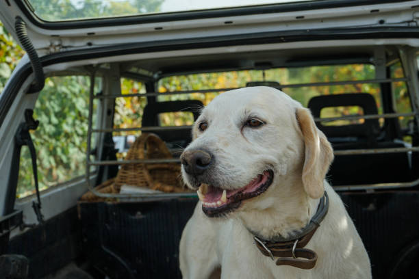 istock Truffle dog in the Langhe 1017804822