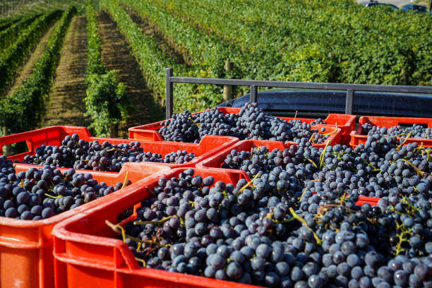 istock Harvest in vineyards in Barolo 1017804886