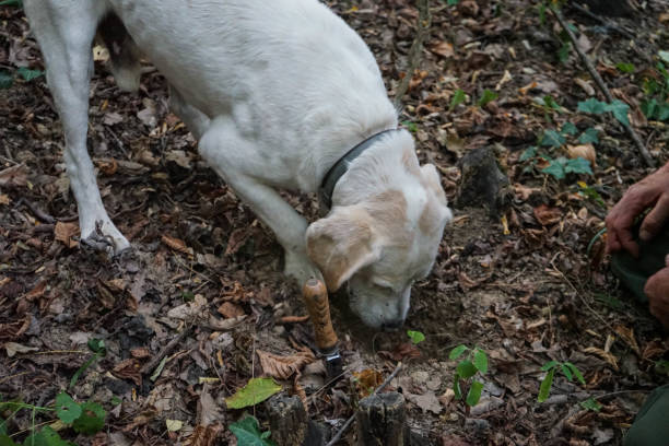 Rocky: dog for truffles research, La Morra - Italy