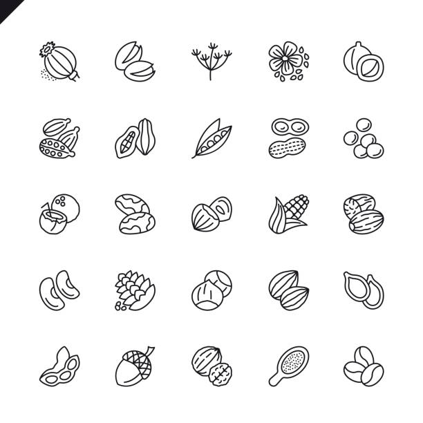 ilustraciones, imágenes clip art, dibujos animados e iconos de stock de delgada línea frutos secos, semillas y granos de elementos conjunto de iconos - pine nut illustrations