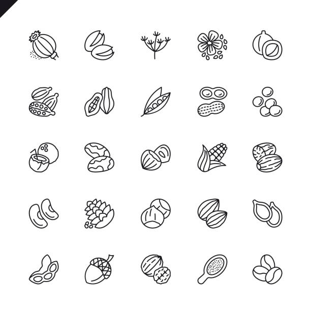 cienkie orzechy liniowe, nasiona i elementy fasoli ikony zestaw - pine nut stock illustrations