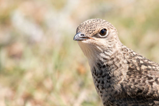 istock Portrait of Young Collared Pratincole (Glareola pratincola). Close up 1017810494