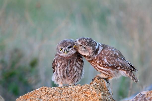 the little owl (athene noctua) with his chick standing on a stone - wildlife habitat imagens e fotografias de stock