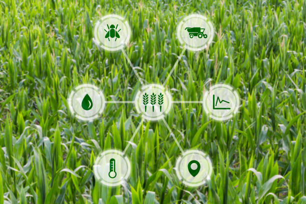istock Agritech concept graphic display on field of crops background 1017814820