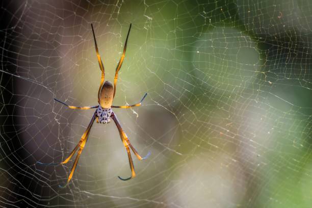 istock Golden orb weaving spider Nephila plumipes in Australia 1017818108