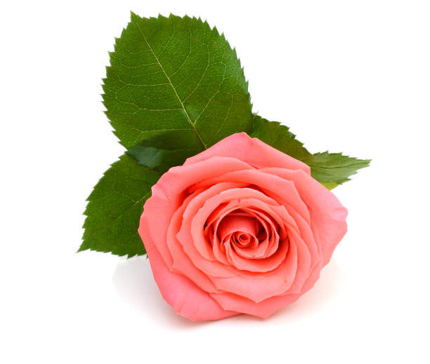 istock Pink rose with leaves. Celebration, lovely. 1017818374