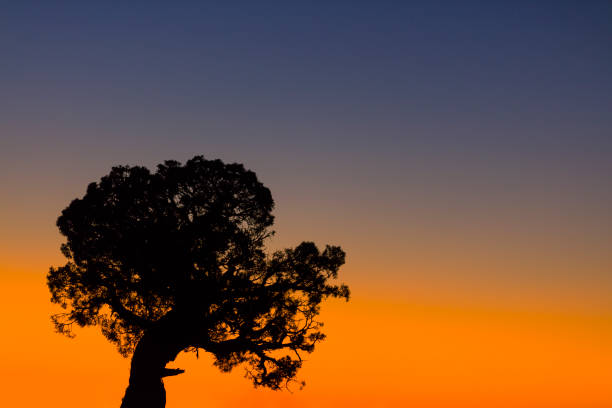 istock Dead Horse Point State Park 1017818798
