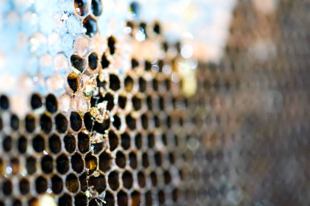 istock Bee Hive Hexagon Honeycomb Pattern and Honey 1017818890