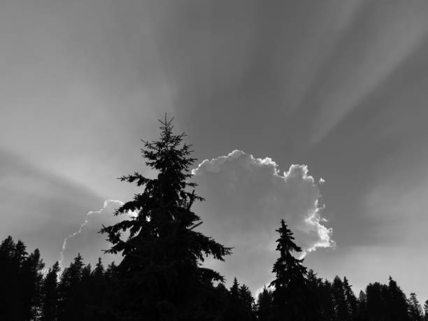 istock Black and White Photography 1017818942