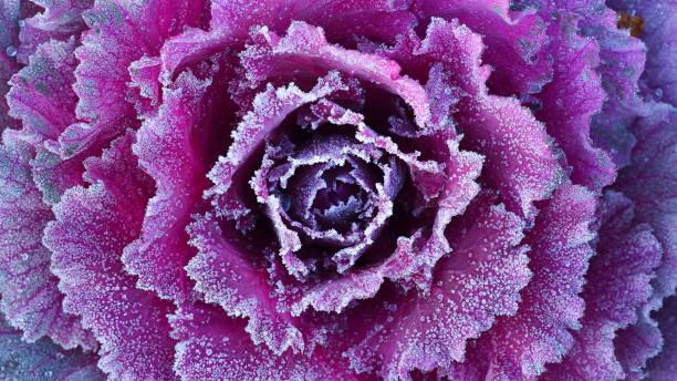 istock Ornamental decorative cabbage covered with a morning frost 1017829898