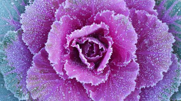 istock Ornamental decorative cabbage covered with a morning frost 1017829920