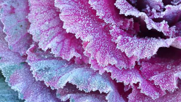 istock Ornamental decorative cabbage covered with a morning frost 1017829928