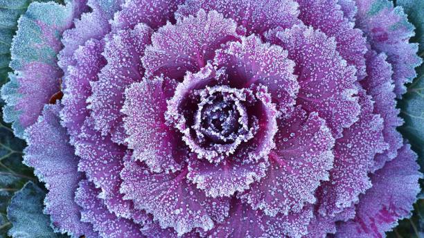 istock Ornamental decorative cabbage covered with a morning frost 1017829970