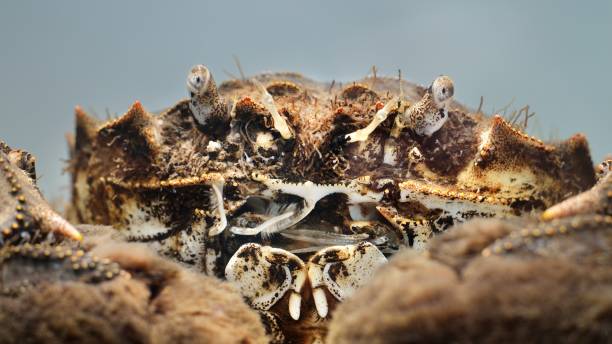 Chinese mitten crab Eriocheir sinensis in a studio