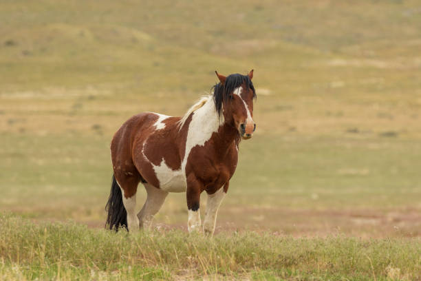istock Majestic Wild Horse in Utah 1017830470