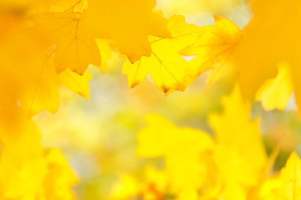 De-focused, blurred image of yellow maple leaves, autumn blur background, texture. Copy space.