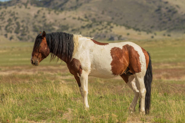 istock Majestic Wild Horse in Utah 1017833496