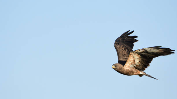 istock Birds of Idaho 1017834084